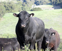 Angus bull sires