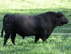 Angus bull sire for sale