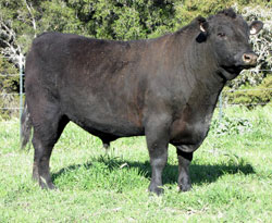 Angus bull sire for sale