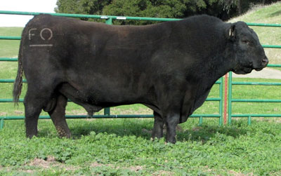 Angus genetic bull semen sire