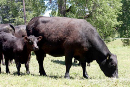 New Zealand Angus Herd