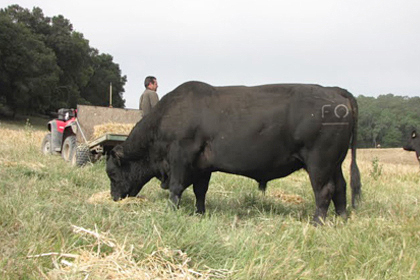 FO Herd Sales