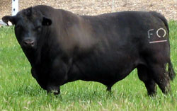 Angus bull sire Debit