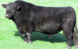 Angus bull semen sire Gamble