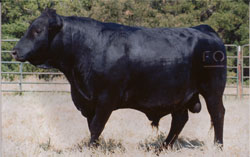 Angus bull semen sire Pledge