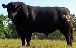 Angus bull semen sire Tank A10