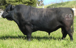 Angus bull sire Ugo