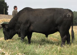 Angus bull semen sire