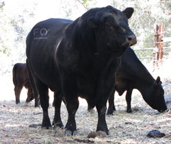Angus bull semen sire