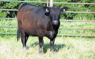 Angus heifer