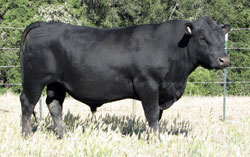 F15 UGO LAD angus bull