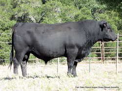 F17 UGO Angus Bull