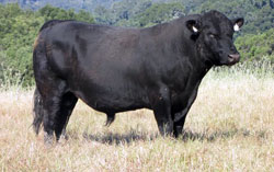 F1 DEBIT angus bull