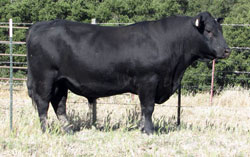 F20 ZEUS angus bull