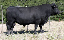 F27 DEBIT angus bull