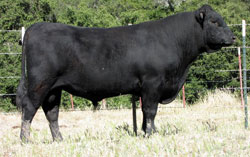 F28 ZEUS angus bull