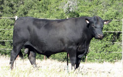 F2 DEBIT angus bull