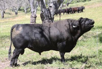 Photos of Angus cattle and Bull Walk event