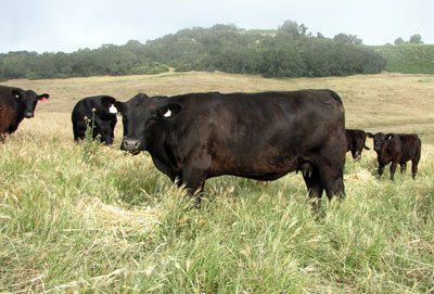 Angus genetic cattle